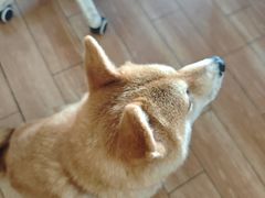 -柴犬高等学院·狗咖·柴犬售卖·宠物训练