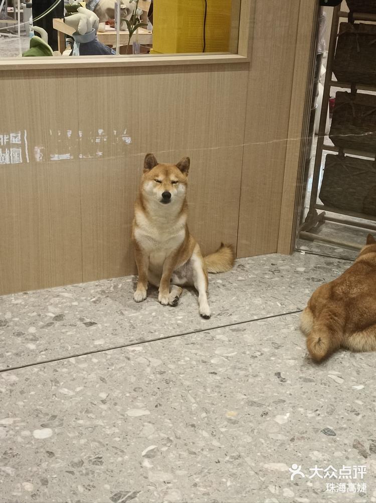 呆萌柴犬