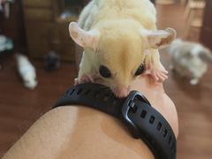 -楼上猫咖(罗湖店)