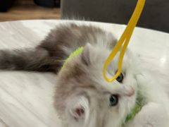 -袖虎·猫馆(体育西路店)