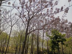 -大兴滨河森林公园