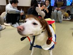 -逗柴咖啡屋·狗咖猫咖宠物桌游
