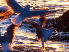 -老虎石海上公园