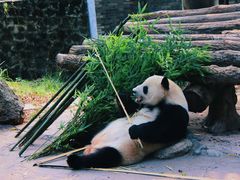 -都江堰中华大熊猫苑