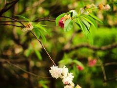 -南汇桃花村