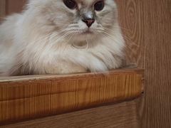 -MOCHA明星猫咖(田子坊店)