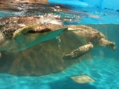 -秦皇岛新澳海底世界