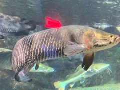 -太平洋海底世界