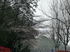 -杭州湖滨in77