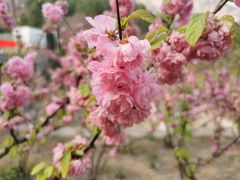 -北京凤凰岭
