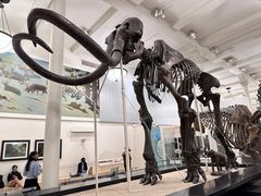 -美国自然历史博物馆