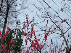 -前小桔亲子创意农场·草莓采摘·露营烧烤