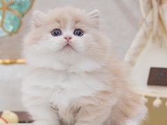 -小猫来了猫舍(福田店)