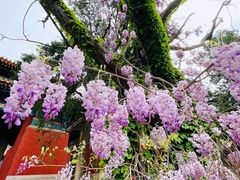 -北京国子监胡同