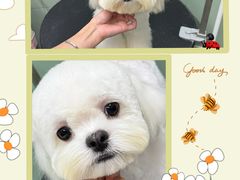 -唐小姐の私宠·宠物洗护美容·撸猫馆·购宠(周浦万达旗舰店)