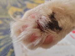 -平行世界·猫咖(首经贸店)