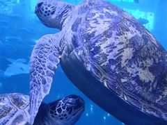 -成都浩海立方海洋公园