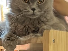 -平行世界·猫咖(首经贸店)