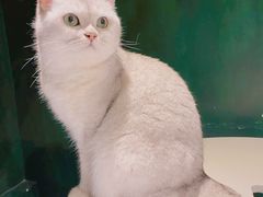 -猫儿山۰猫主题餐厅