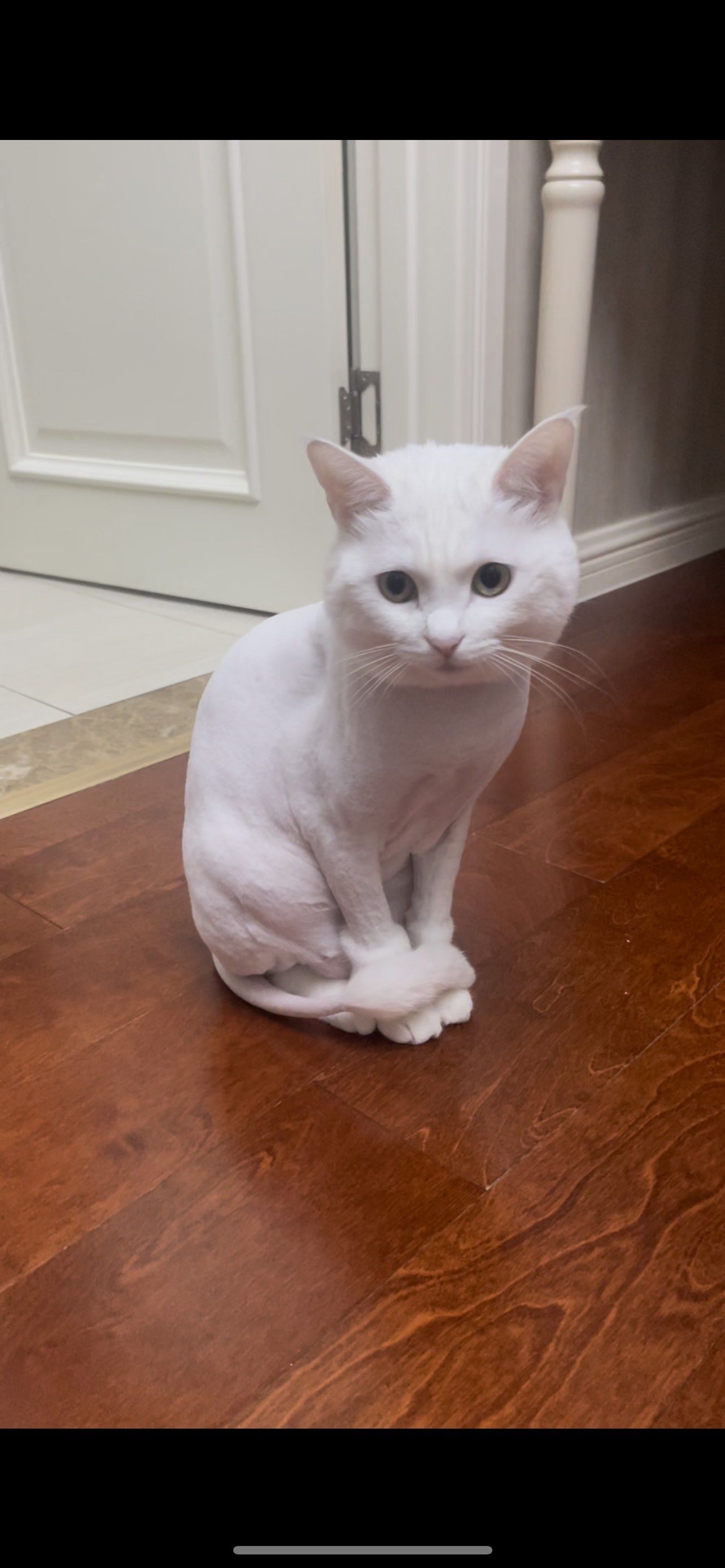 猫咪剃毛 夏天来啦,给猫咪换身衣服,留