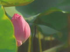 -阳阳中国饭(龙湖大兴天街)