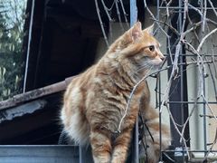 -圣母百花圣殿