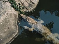 -清迈夜间动物园