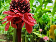 -中国科学院西双版纳热带植物园