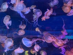 -上海海昌海洋公园