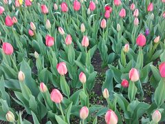 -长春公园(普阳街道)