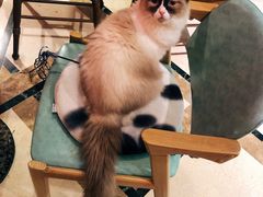 -猫色咖啡·猫咖