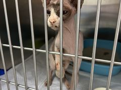 -中农国际动物医院24小时·猫科·骨科·急重症中心