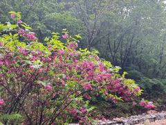 -大连天门山国家森林公园