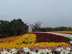 -泗洪洪泽湖湿地景区