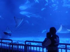 -烟台海昌鲸鲨海洋公园