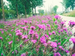 -白鹭湾湿地公园