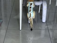 -纳吉亚猫专科动物医院(康都外科中心)