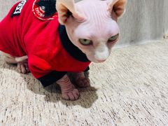 -藏猫猫咖啡主题馆(中央大道店)