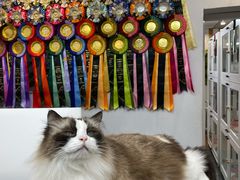 -青奢宠物·青奢猫舍