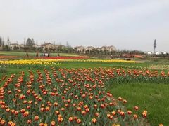 -洪湖湿地生态园