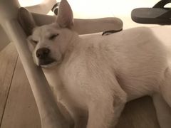 -龟与熊猫宠物公园(南坪店)