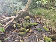 -海南热带雨林国家公园吊罗山景区