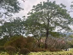 -风云岭森林公园