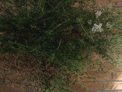 -羊门客在·烤盐池滩羊·川菜