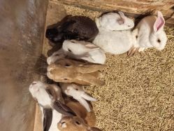 -酷嗒动物文化乐园(cutezoo西溪乐天城店)