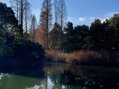 -上海滨江森林公园