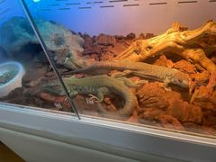 -酷以爬仙阁实体爬宠店·守宫·蜥蜴·专业繁育