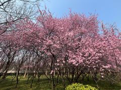 -洛阳市隋唐城遗址植物园