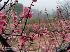 -雨花胜境