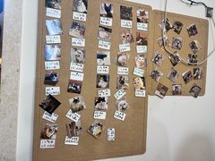 -楼上猫咖(罗湖店)